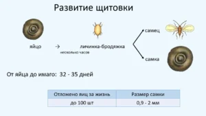 Развитие щитовки