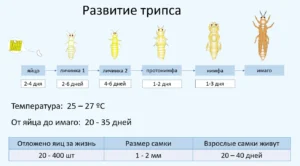 схема развития трипса