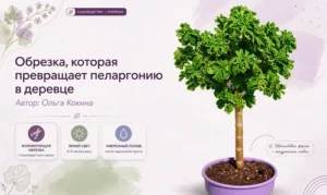 Формируем штамб