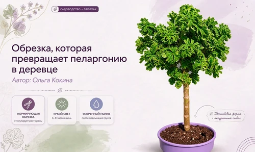Формируем штамб