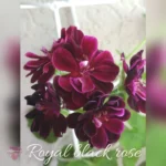 Royal Black Rose