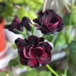 Royal Black Rose