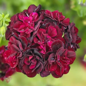 Пеларгония Royal Black Rose