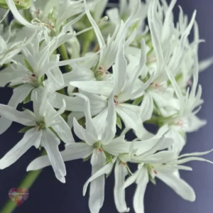 Rushmoor Filigree