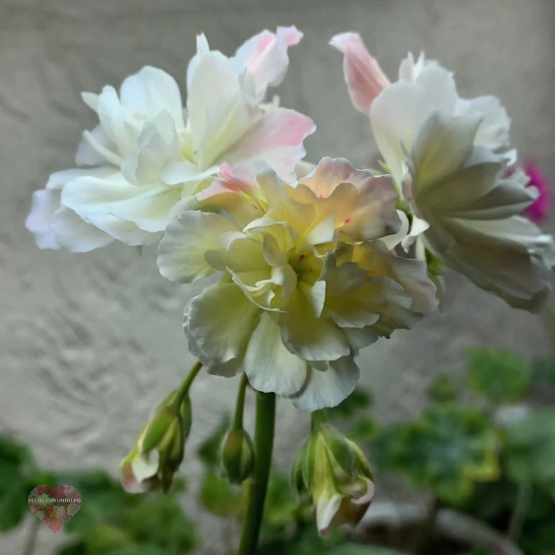 Pelargongaragets Sergei — изображение 2
