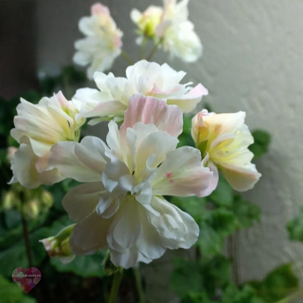 Pelargongaragets Sergei Пеларгония зарубежной селекции