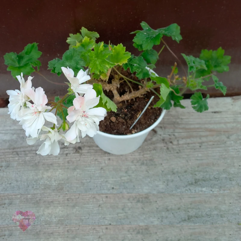 Pelargongaragets Sergei — изображение 4