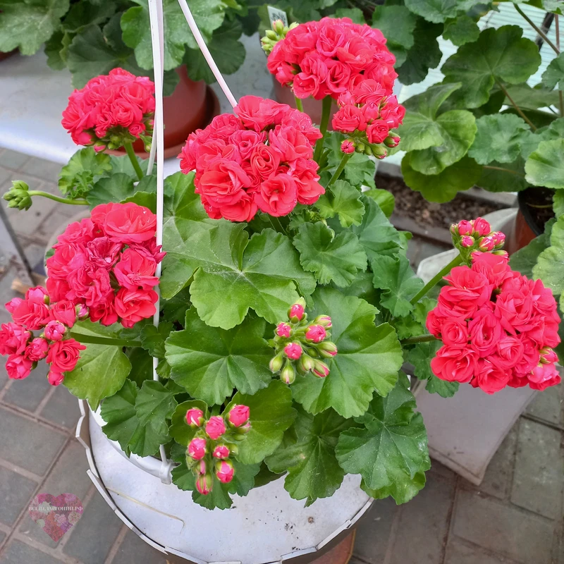 СиМ Модница — изображение 2
