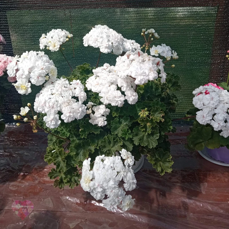ТА Лимончелло — изображение 2