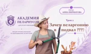 Зачем пеларгонию в подвал?