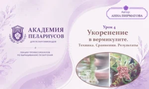 Укоренение пеларгоний в вермикулите