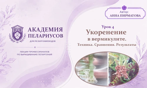 Укоренение пеларгоний в вермикулите