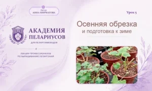 Статья Подготовка пеларгоний к зимовке