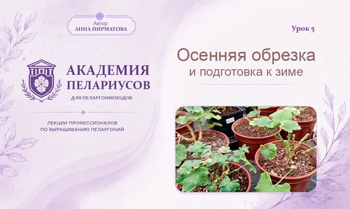 Статья Подготовка пеларгоний к зимовке