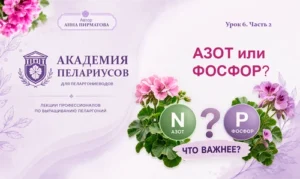 Азот или Фосфор: что важнее? статья