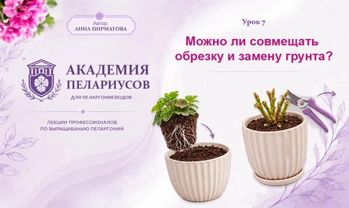 Обрезка и пересадка пеларгоний: два варианта последовательности