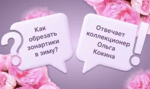 Как обрезать зонартики в зиму