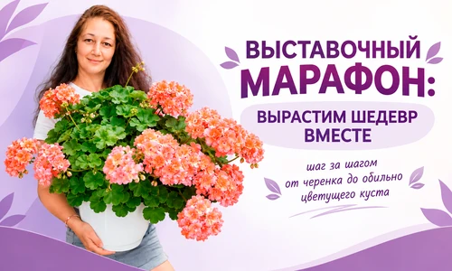Марафон: растим пеларгонию к выставке. Ольга Кокина