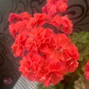 Пеларгония Яра Первый Поцелуй