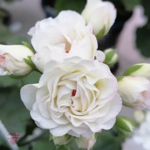 Пеларгония Юг Белая Камелия