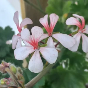 Пеларгония ЮшечКа Улыбка