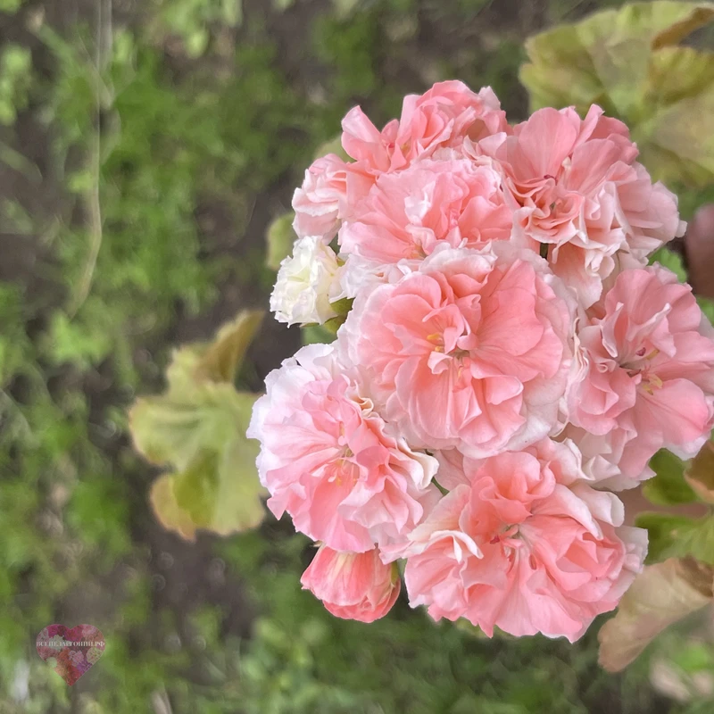 ЮВ Apricot Crush — изображение 2
