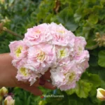 ЮВ Северная Андромеда