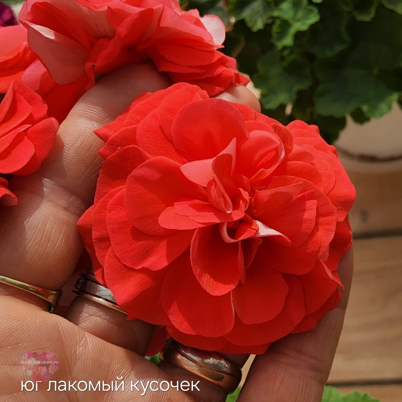 ЮГ Лакомый Кусочек — изображение 4
