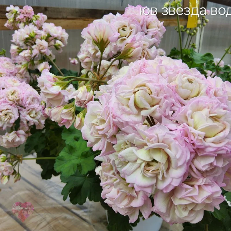 ЮВ Звезда Водолея — изображение 2