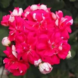 ЮЗИС Шамаханская Царица
