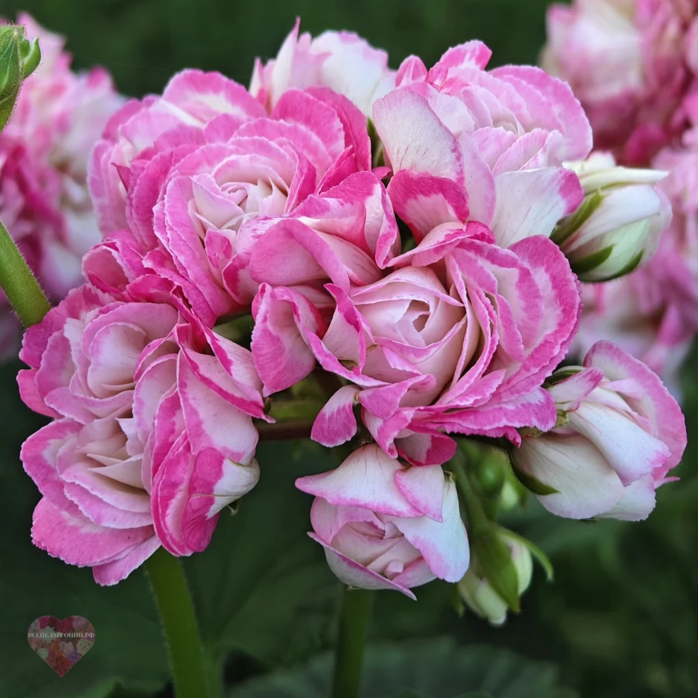 Fischers Appleblossom